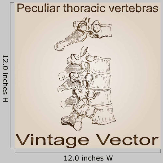 Vector Vintage Anatomy Sketch Wall Decal