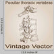Vector Vintage Anatomy Sketch Wall Decal