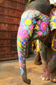 Elephant India Jaipur State Wall Decal