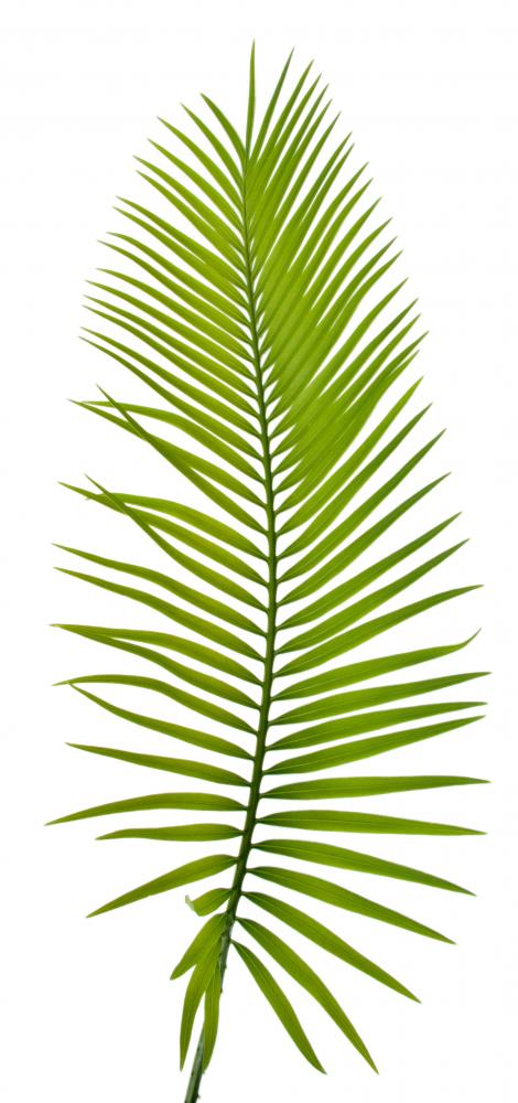 Palme Verte Wall Decal