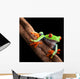 Perched Red-Eyed Tree Frog Wall Decal