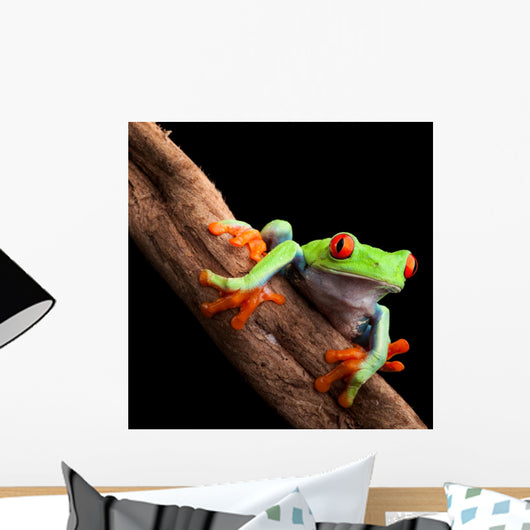Perched Red-Eyed Tree Frog Wall Decal