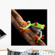 Perched Red-Eyed Tree Frog Wall Decal