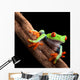 Perched Red-Eyed Tree Frog Wall Decal