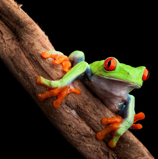 Perched Red-Eyed Tree Frog Wall Decal