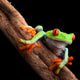 Perched Red-Eyed Tree Frog Wall Decal