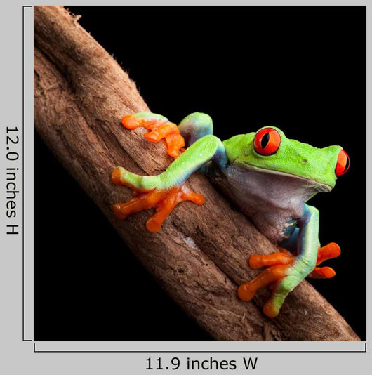Perched Red-Eyed Tree Frog Wall Decal