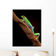 Red-Eyed Tree Frog Climbing a Branch Wall Decal