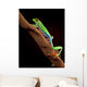 Red-Eyed Tree Frog Climbing a Branch Wall Decal