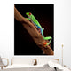 Red-Eyed Tree Frog Climbing a Branch Wall Decal