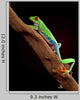 Red-Eyed Tree Frog Climbing a Branch Wall Decal