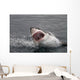 Attack Great White Shark Wall Decal