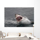 Attack Great White Shark Wall Decal