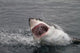Attack Great White Shark Wall Decal