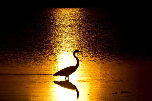 Heron Sunlight Wall Decal
