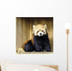 Red Panda Lesser Panda Wall Decal