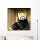 Red Panda Lesser Panda Wall Decal