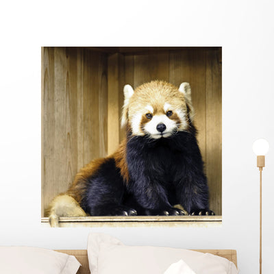Red Panda Lesser Panda Wall Decal shown on a wall