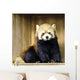 Red Panda Lesser Panda Wall Decal