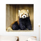 Red Panda Lesser Panda Wall Decal