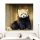 Red Panda Lesser Panda Wall Decal