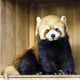 Red Panda Lesser Panda Wall Decal