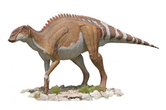 Dicraeosaurus Dinosaur White Wall Decal
