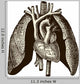 Coeur Poumons Wall Decal