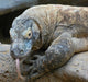 Komodo Dragon Wall Decal