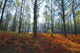 Forest Landes 3 Wall Decal