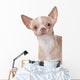 Chihuahua Wall Decal