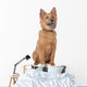 Mixed Breed Dog Wall Decal