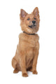 Mixed Breed Dog Wall Decal