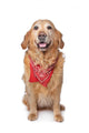 Golden Retriever Wearing a Red Bandana Wall Decal