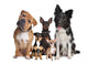 Group Five Dogs Wall Decal