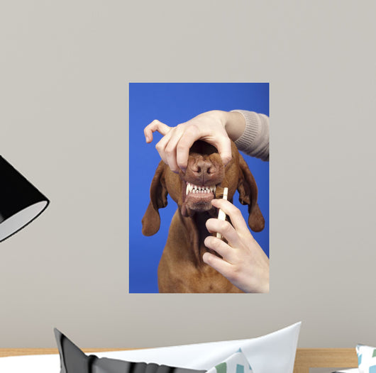 Brushing Dog Teeth Wall Decal