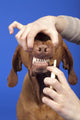 Brushing Dog Teeth Wall Decal