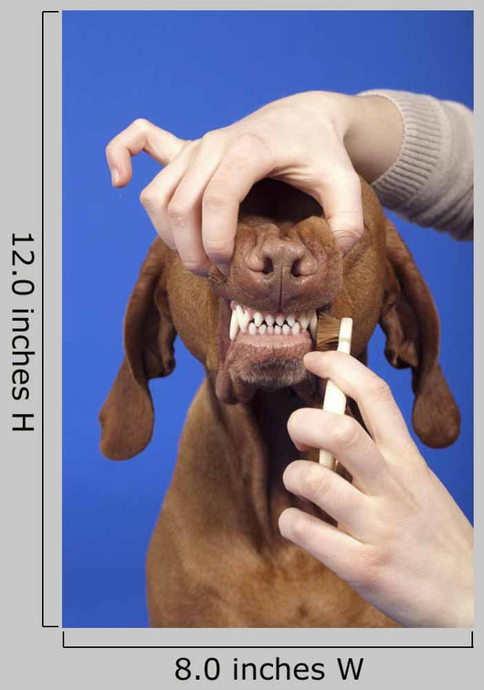 Brushing Dog Teeth Wall Decal