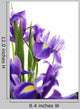 Iris Wall Decal