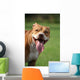 Pitbull Simpatico Wall Decal