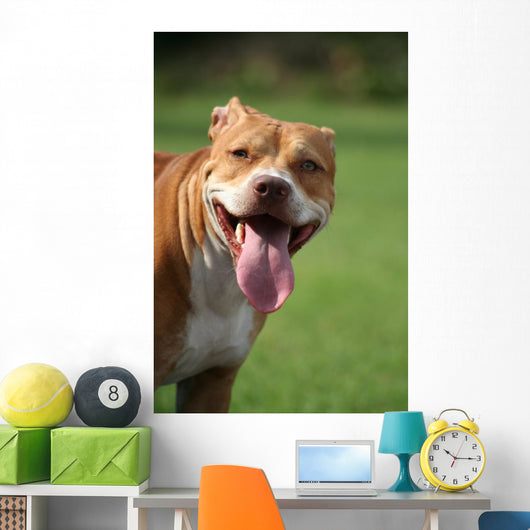Pitbull Simpatico Wall Decal