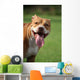 Pitbull Simpatico Wall Decal