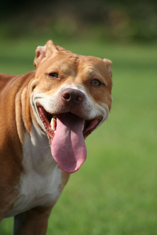 Pitbull Simpatico Wall Decal