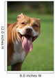 Pitbull Simpatico Wall Decal