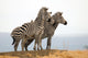 Zebra Small Hill Wall Decal