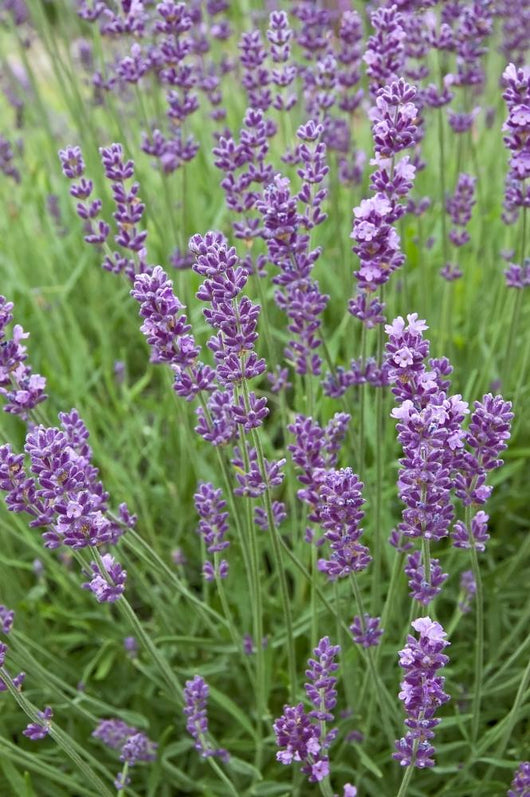 Lavender Stems Wall Decal