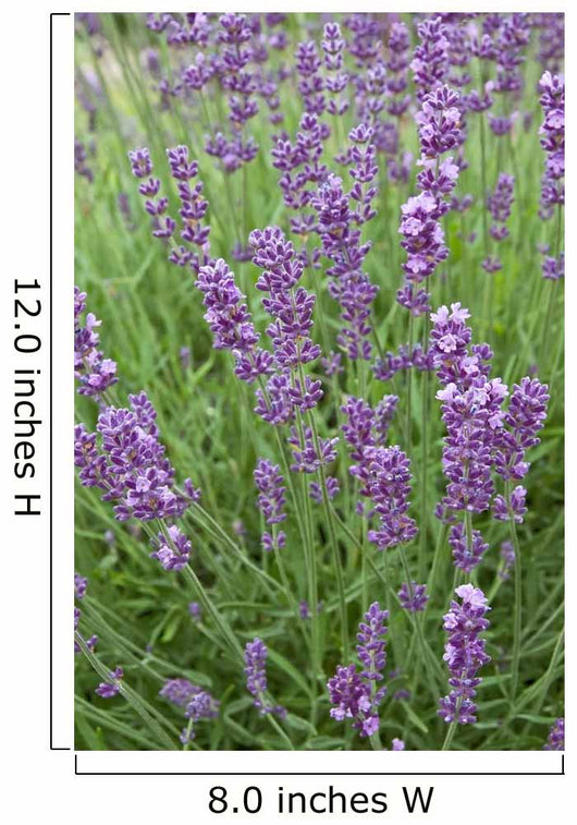 Lavender Stems Wall Decal
