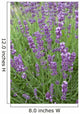 Lavender Stems Wall Decal