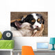 Spaniel Puppy And Kitten Wall Decal