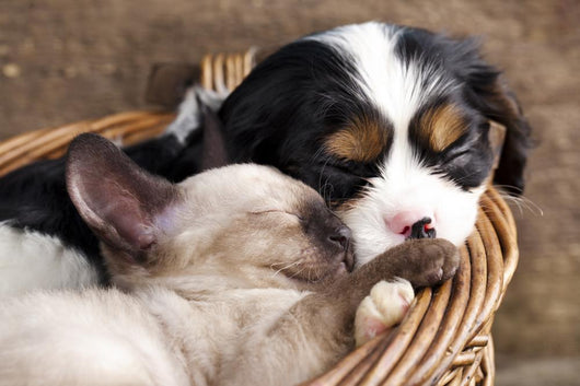 Spaniel Puppy And Kitten Wall Decal